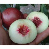 Саджанець Нектарин Медведівський (Червонолистий) в контейнері